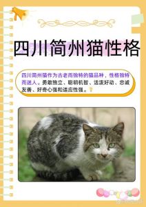 四川古老捕鼠猫，多色眼迷人（简州猫眼睛什么颜色）