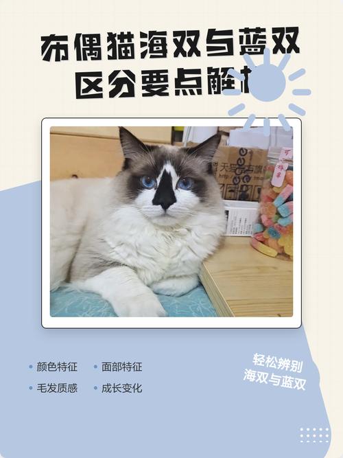 毛色性格大不同（布偶猫蓝双好还是海双好）