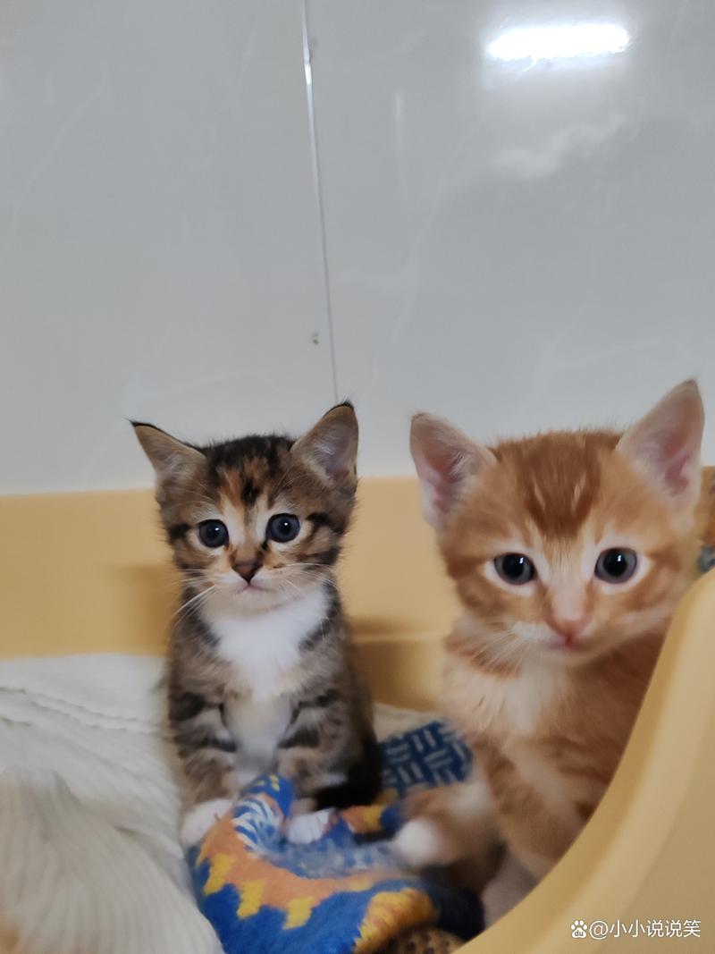 橘猫布偶串串情深,毛球依恋见证友谊(橘猫和布偶猫串串图) 橘猫布偶串串情深,毛球依恋见证友谊(橘猫和布偶猫串串图)