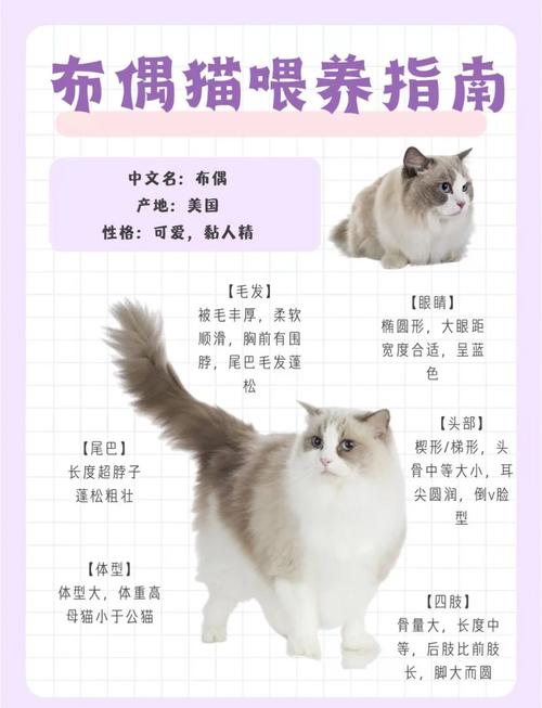 七个月布偶猫如何养熟?耐心温柔是关键(布偶猫七个月还能养熟吗) 七个月布偶猫如何养熟?耐心温柔是关键(布偶猫七个月还能养熟吗)