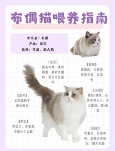 布偶猫粘人怎么办？（布偶猫太粘人了需要怎么陪它玩儿）