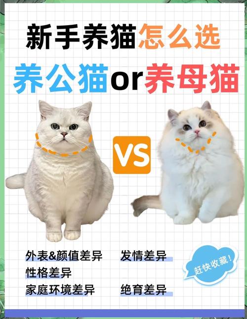 公猫独立母猫亲人,养猫重在互动(母猫听话还是公猫听话) 公猫独立母猫亲人,养猫重在互动(母猫听话还是公猫听话)