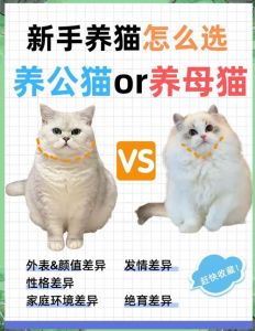 公猫独立母猫亲人，养猫重在互动（母猫听话还是公猫听话）