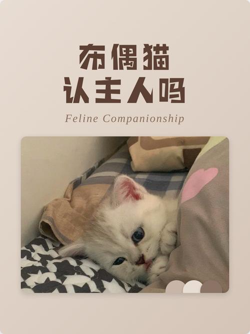 布偶猫认新主后亲热,需耐心陪伴关爱(一岁布偶猫认主人吗) 布偶猫认新主后亲热,需耐心陪伴关爱(一岁布偶猫认主人吗)
