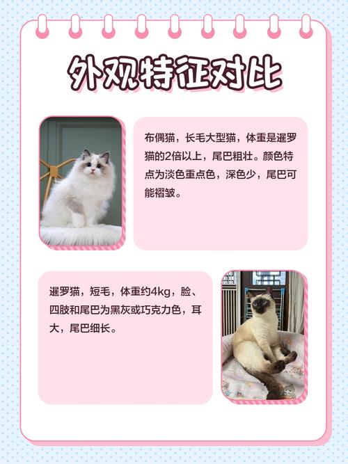 暹罗猫布偶猫价格对比,哪个更贵?(暹罗猫和布偶猫哪个贵) 暹罗猫布偶猫价格对比,哪个更贵?(暹罗猫和布偶猫哪个贵)