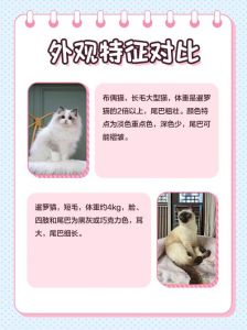 暹罗猫布偶猫价格对比，哪个更贵？（暹罗猫和布偶猫哪个贵）