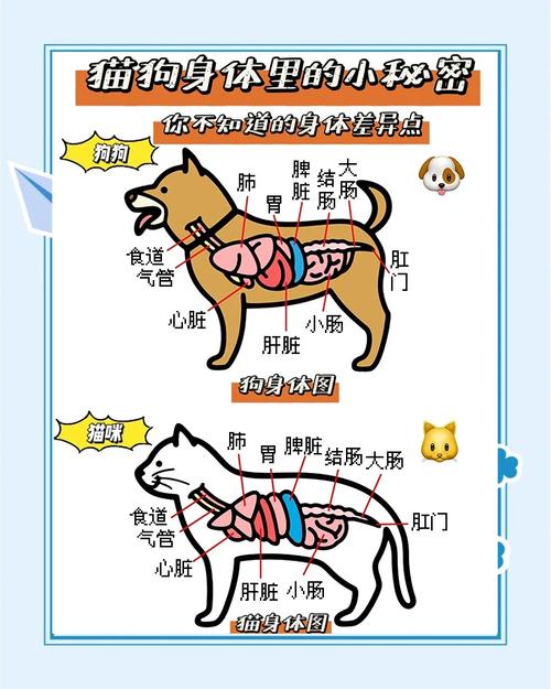 养猫好还是养狗好?看你的生活节奏和空间!(狗和猫各有什么优点和缺点) 养猫好还是养狗好?看你的生活节奏和空间!(狗和猫各有什么优点和缺点)