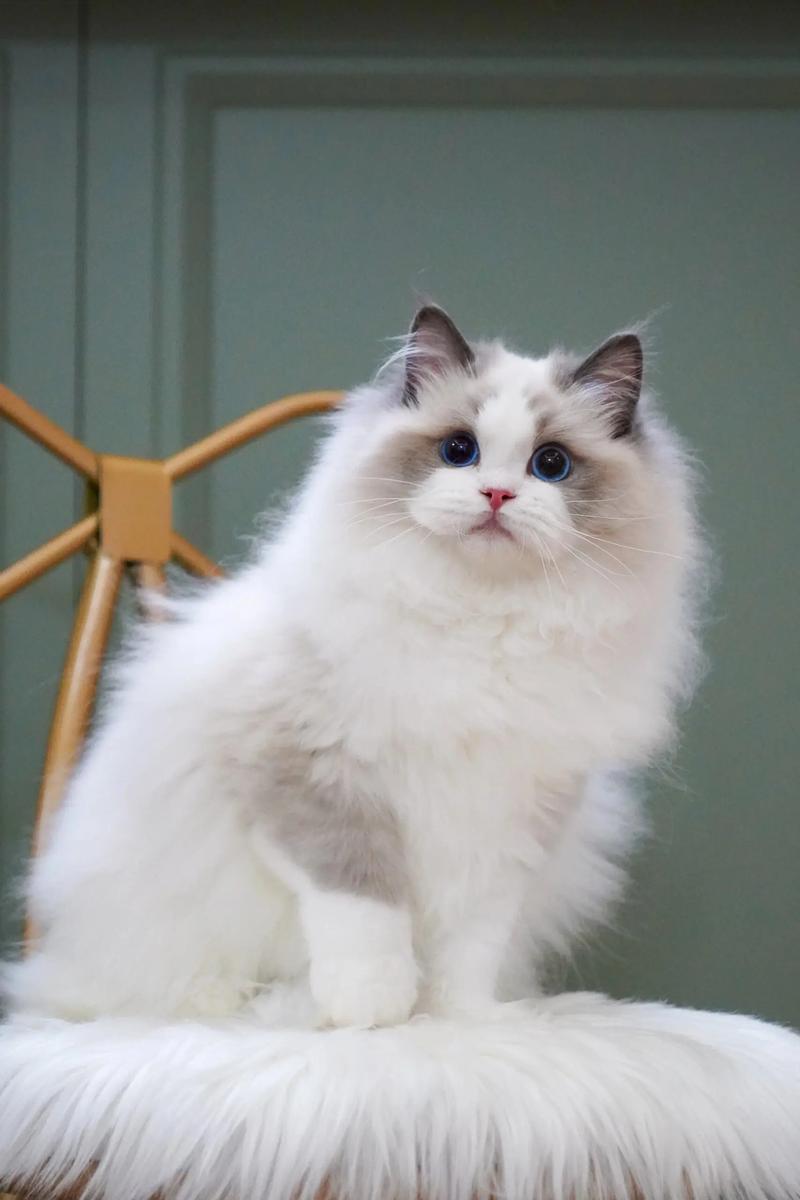 猫咪颜值性格大盘点(十大最美布偶猫图片) 猫咪颜值性格大盘点(十大最美布偶猫图片)