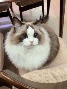 好养吗？（不纯的布偶猫好养吗）