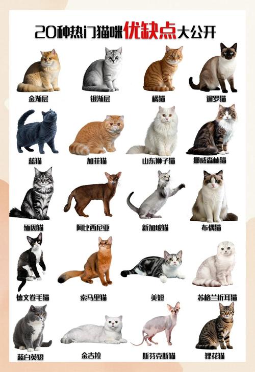 英短美短橘猫暹罗,各有特色超治愈!(公认最好养的三种猫) 英短美短橘猫暹罗,各有特色超治愈!(公认最好养的三种猫)