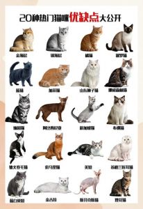 英短美短橘猫暹罗，各有特色超治愈！（公认最好养的三种猫）