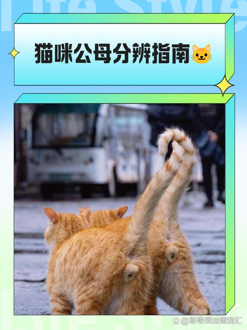公猫绝育好处多，告别嚎叫乱尿烦恼（公猫发了情不管可以吗）