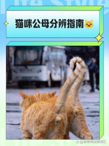 公猫绝育好处多，告别嚎叫乱尿烦恼（公猫发了情不管可以吗）