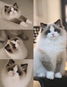 蓝山与海双布偶猫价格对比及选购（蓝山布偶猫和海双布偶猫哪个更贵）