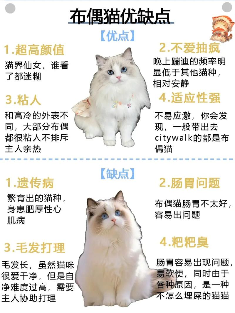 温柔亲人,解忧神器(我想养一只布偶猫写话) 温柔亲人,解忧神器(我想养一只布偶猫写话)