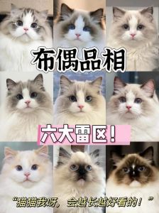 温顺亲人，最受欢迎猫咪（布偶猫源自哪个国家）