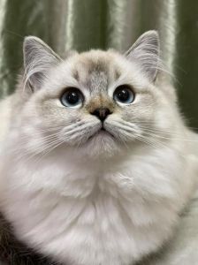 布偶猫配银渐层，后代性格外貌不确定，需谨慎繁育（母布偶和公银渐层配出来的猫）