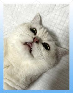 猫咪绝育后护理须知，助恢复防感染！（猫做完绝育手术后注意事项）