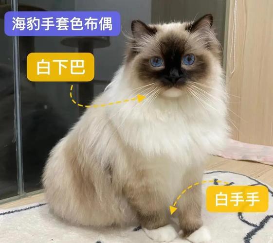 看脸型双耳间距眼睛颜色辨别真假(常见的假布偶猫) 看脸型双耳间距眼睛颜色辨别真假(常见的假布偶猫)