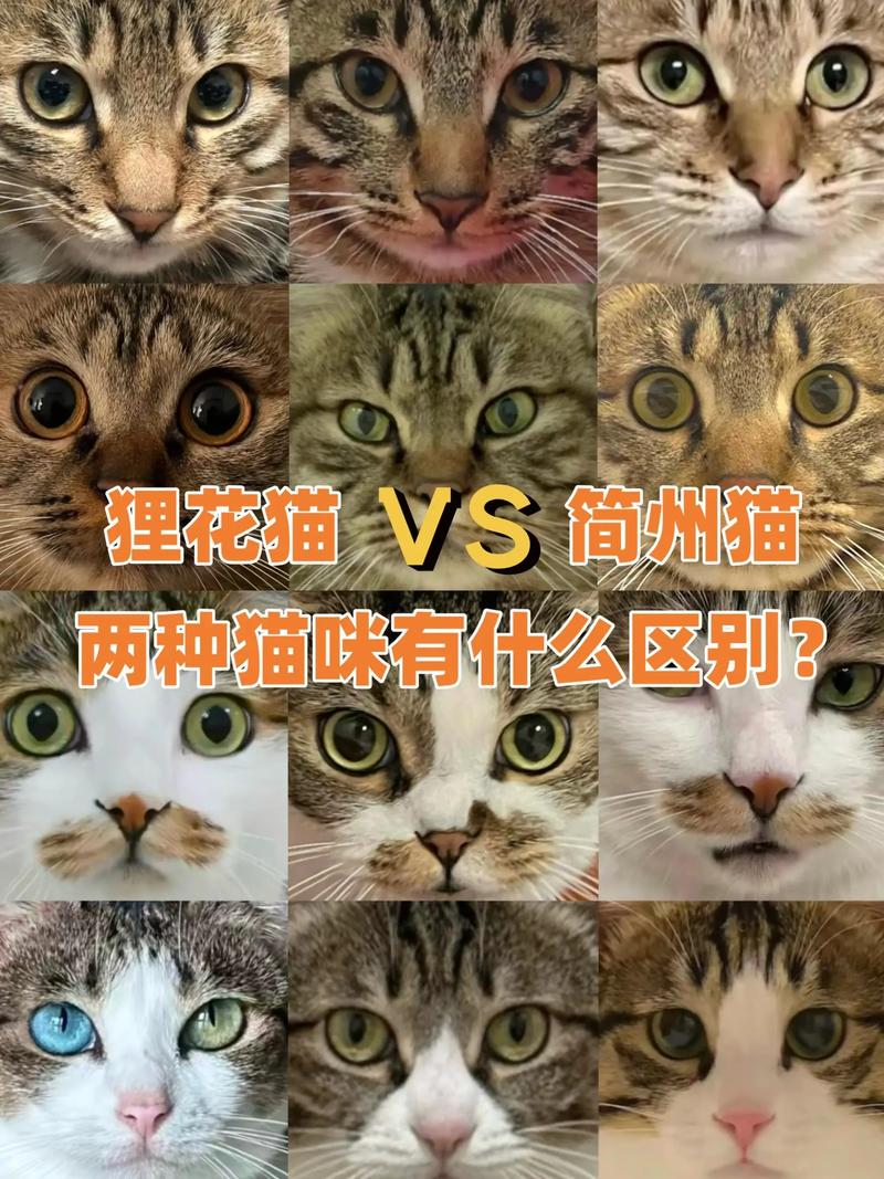 古老神猫,价格亲民待认领(简州猫属于什么档次) 古老神猫,价格亲民待认领(简州猫属于什么档次)