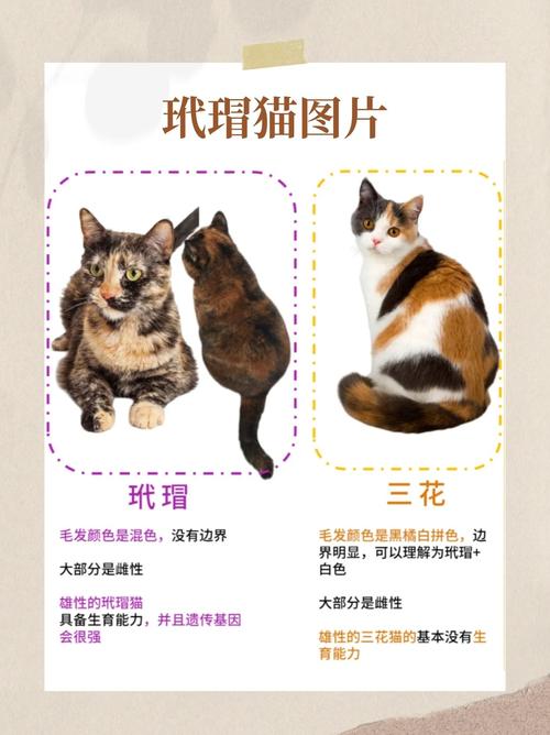 攻击性高需谨慎饲养(玳瑁猫千万不能养为什么) 攻击性高需谨慎饲养(玳瑁猫千万不能养为什么)