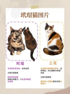 攻击性高需谨慎饲养（玳瑁猫千万不能养为什么）