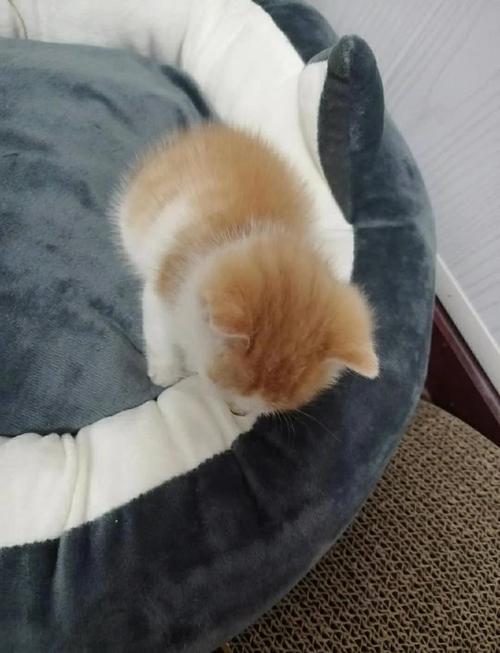 养橘猫成本高需谨慎,健康饮食运动不能少(橘猫养起来怎么样) 养橘猫成本高需谨慎,健康饮食运动不能少(橘猫养起来怎么样)