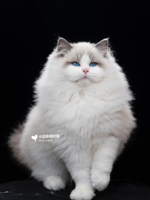 温顺粘人,中大型猫咪(灰色的布偶猫是什么品种) 温顺粘人,中大型猫咪(灰色的布偶猫是什么品种)