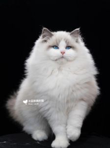 温顺粘人，中大型猫咪（灰色的布偶猫是什么品种）