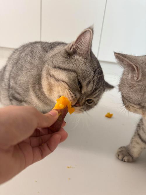 红薯可少量喂猫,但需控制量,幼猫老猫慎喂(红薯猫猫可以吃吗) 红薯可少量喂猫,但需控制量,幼猫老猫慎喂(红薯猫猫可以吃吗)