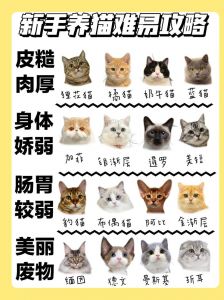 喜爱橘猫？狸花猫忠诚活泼，聪明易养！（橘猫和狸花猫哪个更好养）