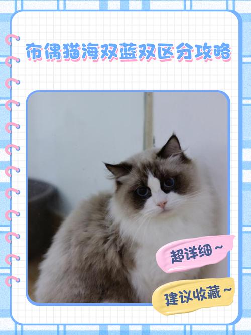 布偶猫品相看五官毛发性格(如何辨别布偶猫的品相) 布偶猫品相看五官毛发性格(如何辨别布偶猫的品相)