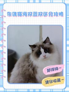 毛色与性格（布偶猫蓝双海双啥区别）