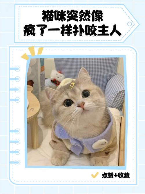 布偶猫咬人怎么办?(布偶猫咬人越咬越凶) 布偶猫咬人怎么办?(布偶猫咬人越咬越凶)