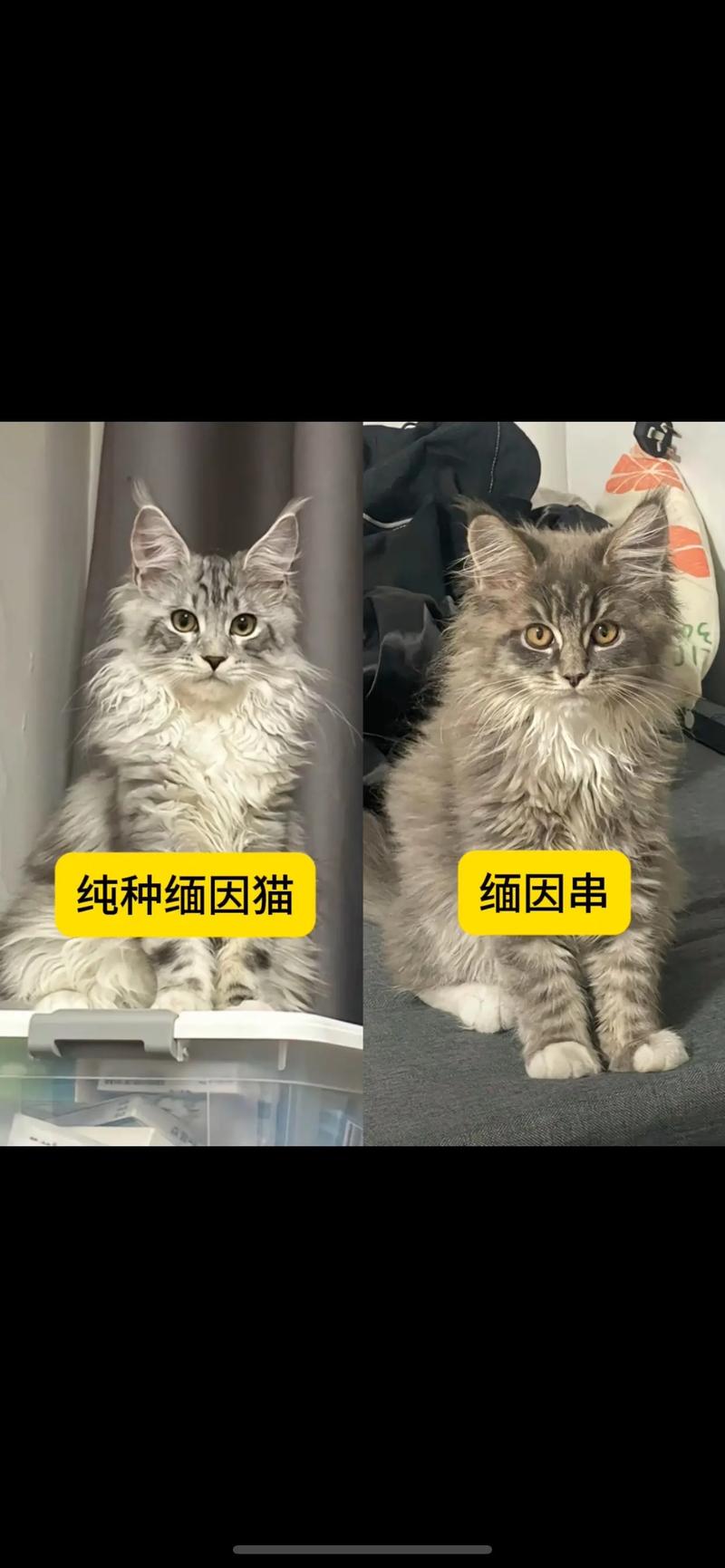 基因价格外貌性格大不同(串串猫和纯种猫的区别) 基因价格外貌性格大不同(串串猫和纯种猫的区别)