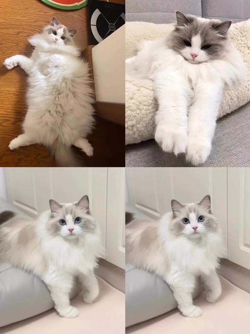 布偶猫价格不低,选对渠道避免后患(纯种布偶猫多少钱一只) 布偶猫价格不低,选对渠道避免后患(纯种布偶猫多少钱一只)