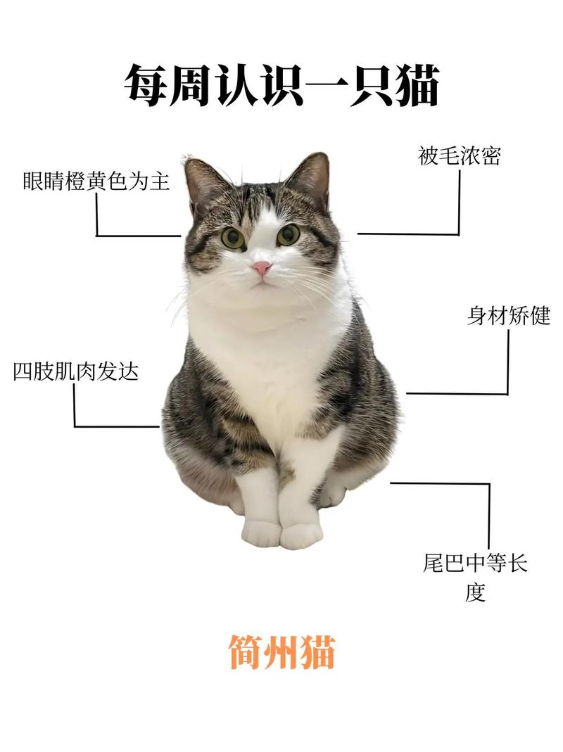 传奇四耳猫,忠诚护家(简州猫招财还是破财) 传奇四耳猫,忠诚护家(简州猫招财还是破财)