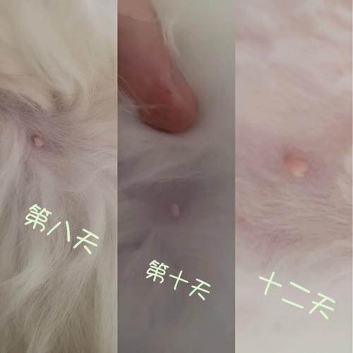布偶猫怀孕早期症状及确诊方法(布偶猫怀孕多久可以看出来) 布偶猫怀孕早期症状及确诊方法(布偶猫怀孕多久可以看出来)