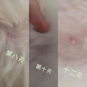 布偶猫怀孕早期症状及确诊方法（布偶猫怀孕多久可以看出来）
