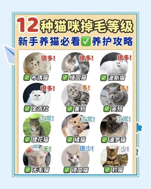 猫咪掉毛多吗?品种差异大!(掉毛最多的猫排名) 猫咪掉毛多吗?品种差异大!(掉毛最多的猫排名)
