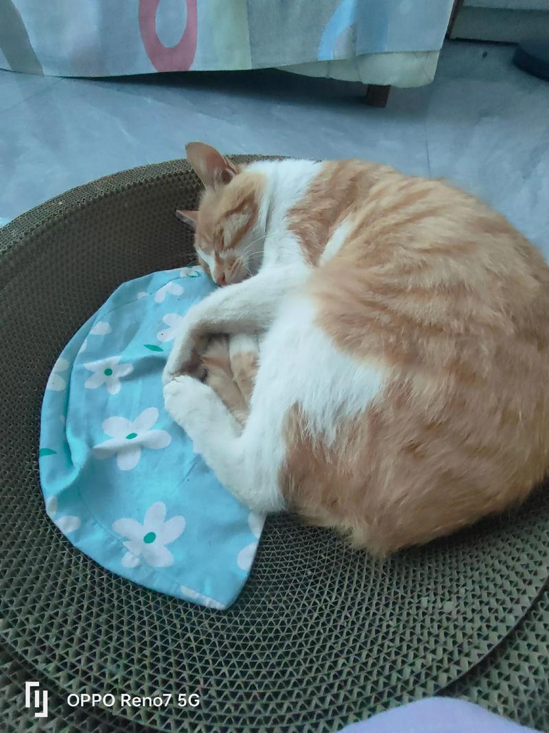 走失猫咪能否回家看多种因素,主人快行动!(家猫丢了一般几天回家) 走失猫咪能否回家看多种因素,主人快行动!(家猫丢了一般几天回家)