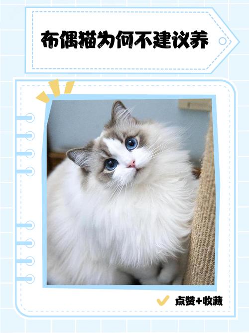 布偶猫咬人怎么办?了解原因正向引导(布偶猫咬合力可以伤人吗) 布偶猫咬人怎么办?了解原因正向引导(布偶猫咬合力可以伤人吗)