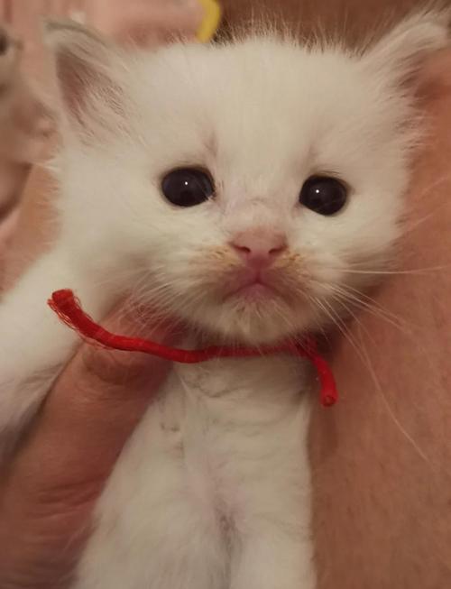 布偶猫脸痣多又密,性格温顺健康好!(想养一只布偶猫颊边痣) 布偶猫脸痣多又密,性格温顺健康好!(想养一只布偶猫颊边痣)