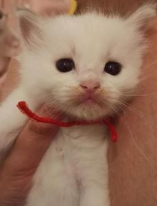 布偶猫脸痣多又密，性格温顺健康好！（想养一只布偶猫颊边痣）