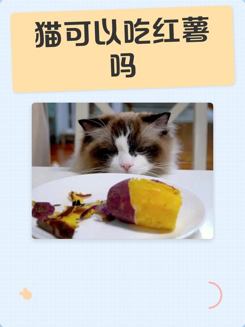 喂红薯给猫咪要注意,少量有益但过量有害(小猫能吃红薯吗蒸熟的) 喂红薯给猫咪要注意,少量有益但过量有害(小猫能吃红薯吗蒸熟的)
