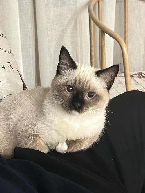 布偶与暹罗的优点结合(歇罗猫和布偶猫串图片) 布偶与暹罗的优点结合(歇罗猫和布偶猫串图片)