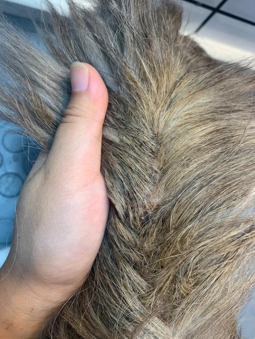 布偶猫尾巴油腻?原因与护理方法(布偶猫油尾巴怎么处理) 布偶猫尾巴油腻?原因与护理方法(布偶猫油尾巴怎么处理)