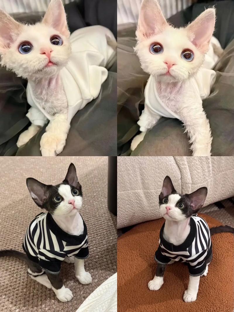 暹罗活泼粘人,德文安静好打理(暹罗猫和德文猫的区别) 暹罗活泼粘人,德文安静好打理(暹罗猫和德文猫的区别)