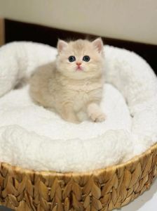 适合孩子家养的温顺猫咪品种（什么猫安静温和黏人好养）