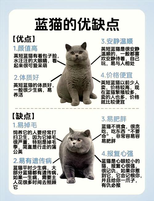 看嘴线爪子鼻梁毛色,选猫不踩坑!(蓝猫品种该怎样辨别) 看嘴线爪子鼻梁毛色,选猫不踩坑!(蓝猫品种该怎样辨别)